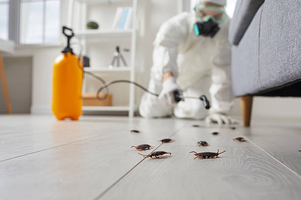 Trusted Cockroach Control service in Bethel Island, CA - Nex Pest Control